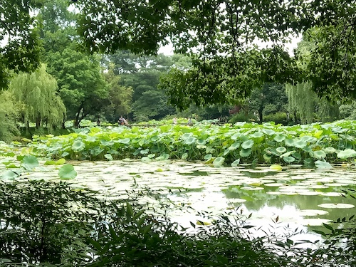 七月九日 澳门博彩
 走西湖-关注西湖十景垃圾分类问题小分队 曲院风荷实景