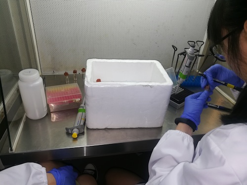七月二日 澳门博彩
 “走进转基因”社会实践小分队 正在做实验的本科生